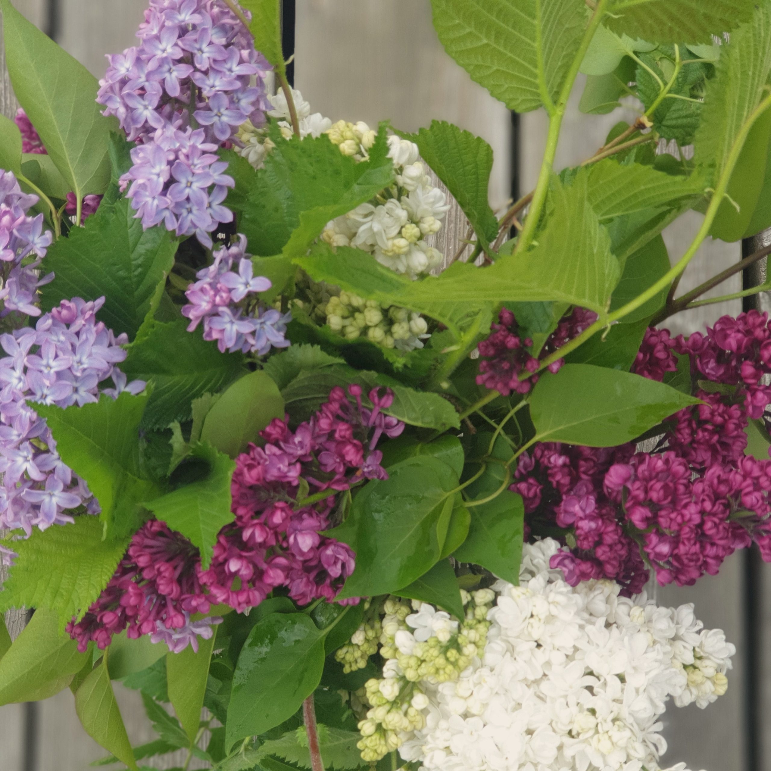 blommor-polen-sverige