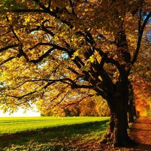 den gyllene polska hösten