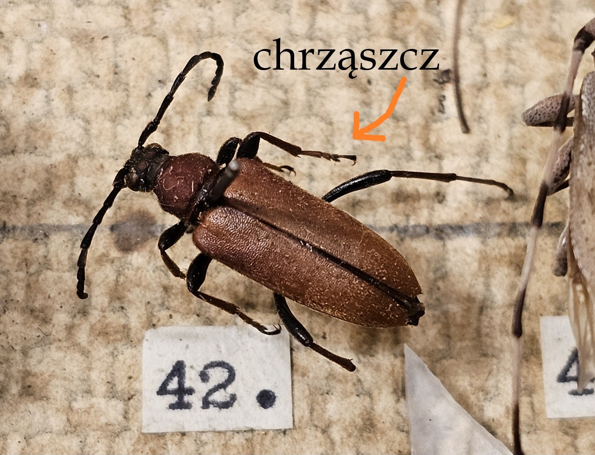 W Szczebrzeszynie chrząszcz brzmi w trzcinie